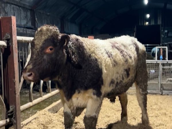 Ped Shorthorn Bull - Main image