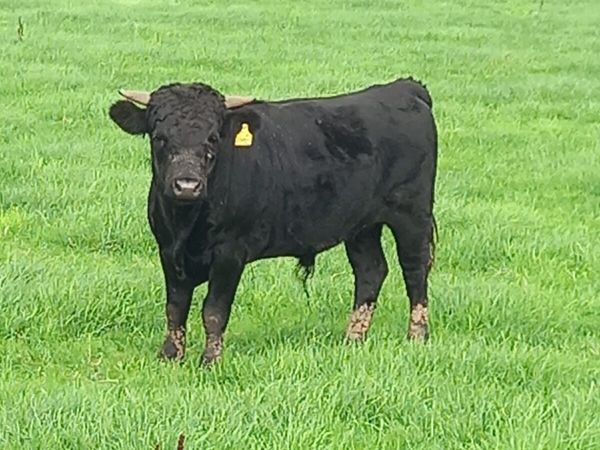 Dexters - Main image