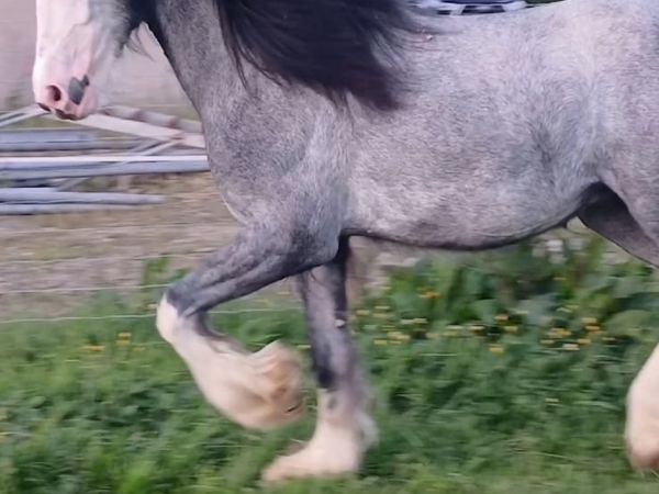 2yr old colt - Main image