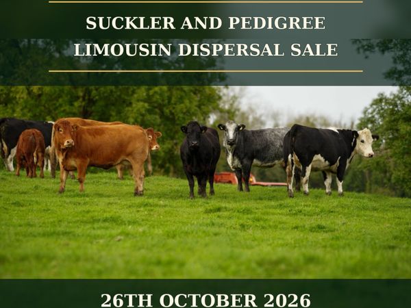 Suckler Herd Dispersal Sale - Main image