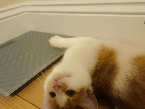 Cat - Main image