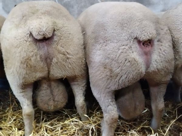 Pedigree Registered Charollais Rams - Main image