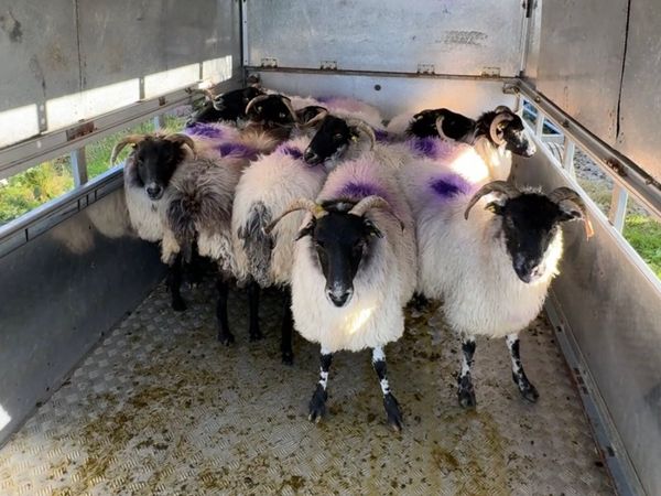 Organic Ewes - Main image