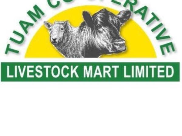 Pedigree Suffolk sale @ Tuam Mart 27th Oct - Main image