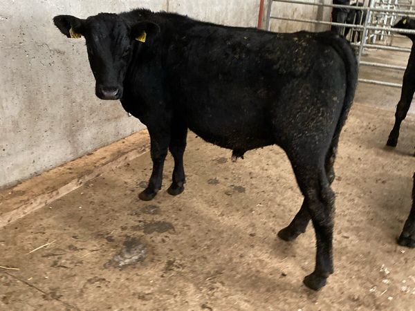 AA bulls weanlings - Main image