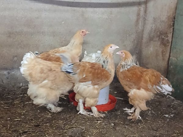 Lemon Pyle Brahma - Main image