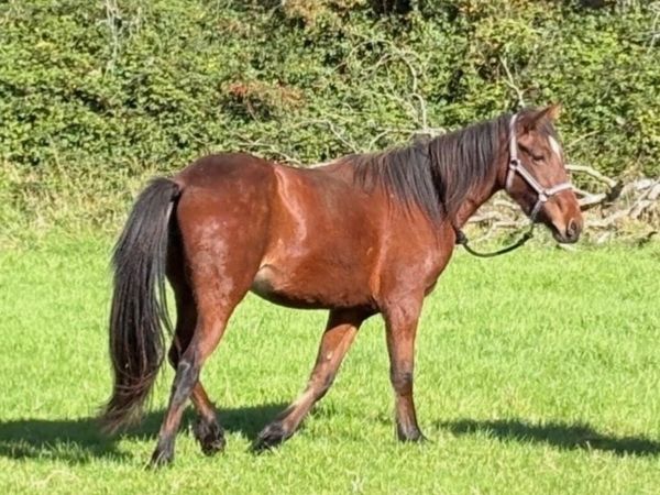 Half breed Filly - Main image