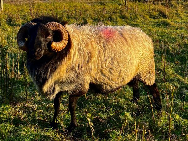 Mayo Blackface rams - Main image