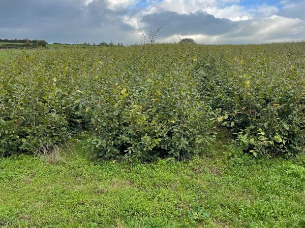 Hedging - Main image
