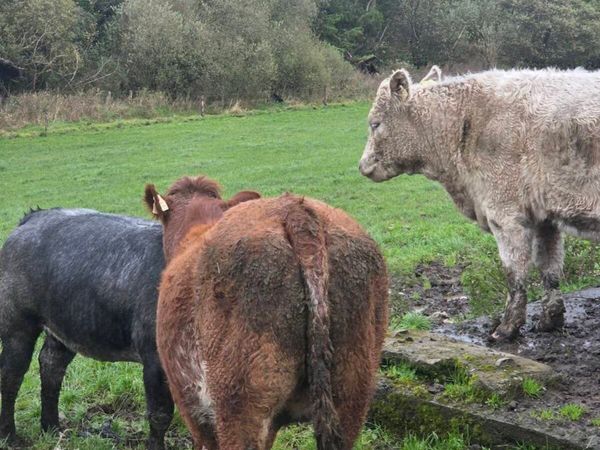 Heifers - Main image