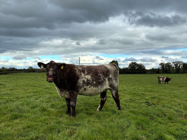 incalf shorthorn heifers - Main image