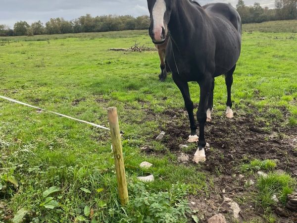 Mare in foal for sale - Main image