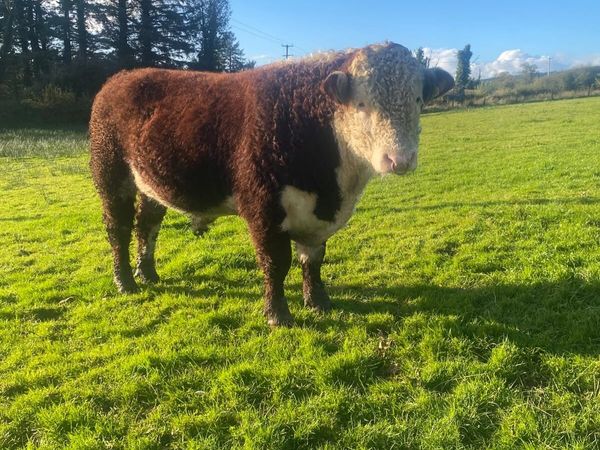 Hereford bull - Main image
