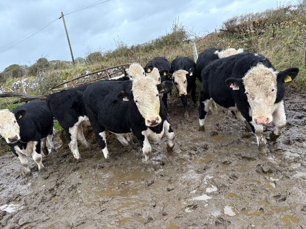 Cattle - Main image