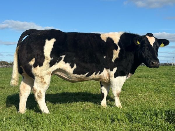 💥HEIFERS FOR BALLA MART 31st OCTOBER💥 - Main image