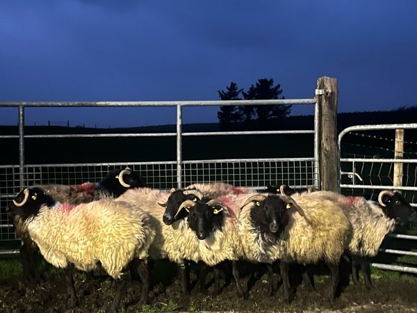 Blackface Ewes - Main image