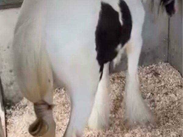 Mare pony for sale - Main image