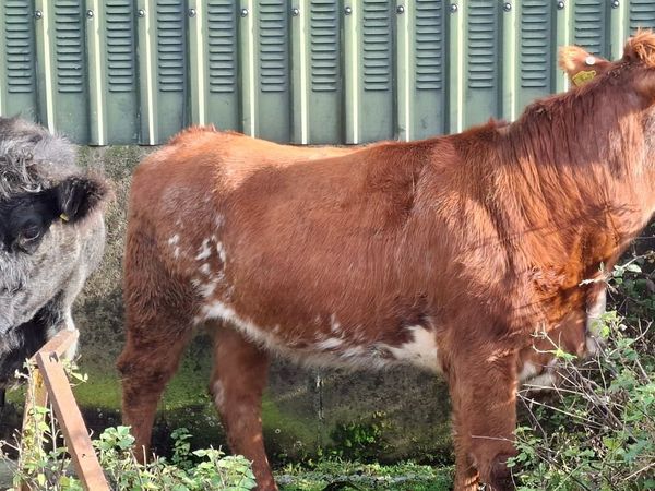 Roan Shorthorn Springers 5* - Main image