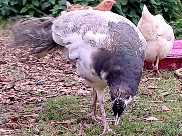 Peacock - Main image