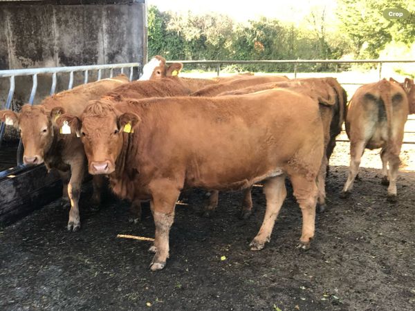 Organic Continental Heifers - Main image