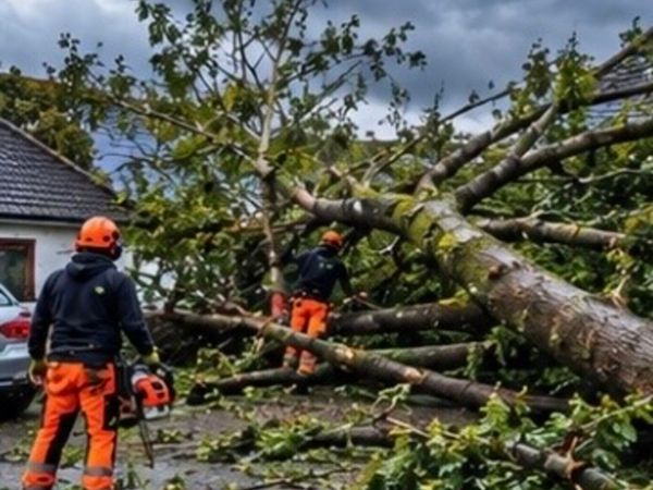 Local tree surgeon - Main image