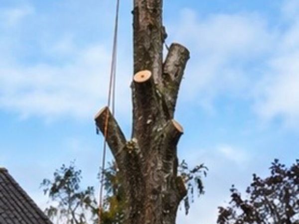 Local tree surgeon - Main image