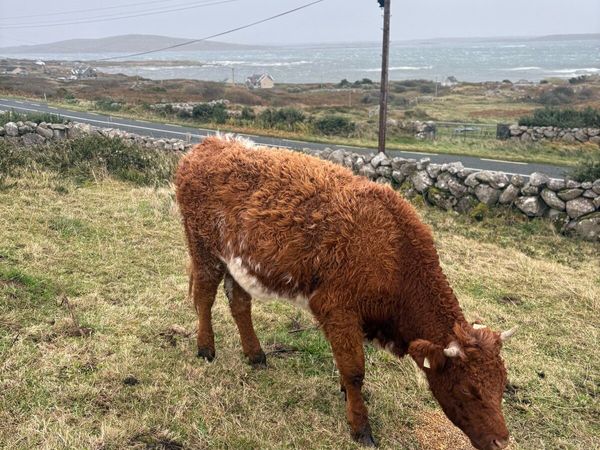 Roan Heifer - Main image