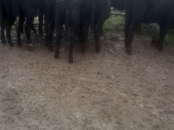 Angus heifers - Main image