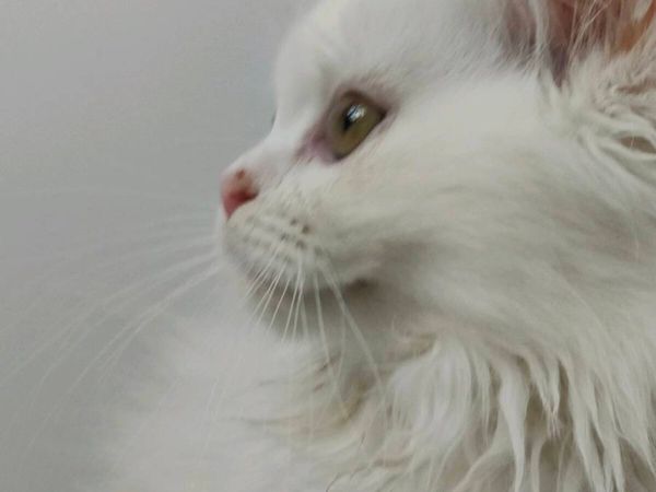 Cat - Main image