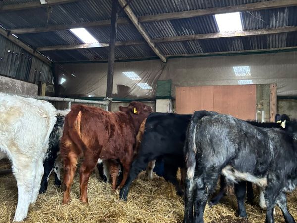 Suckler bred weanlings - Main image
