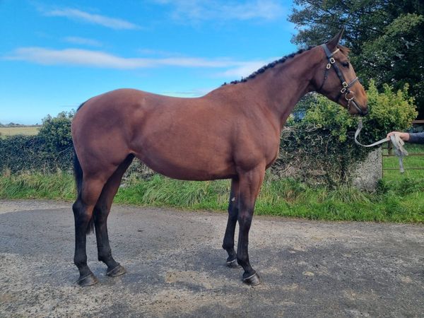3 year Maxios NH filly - Main image
