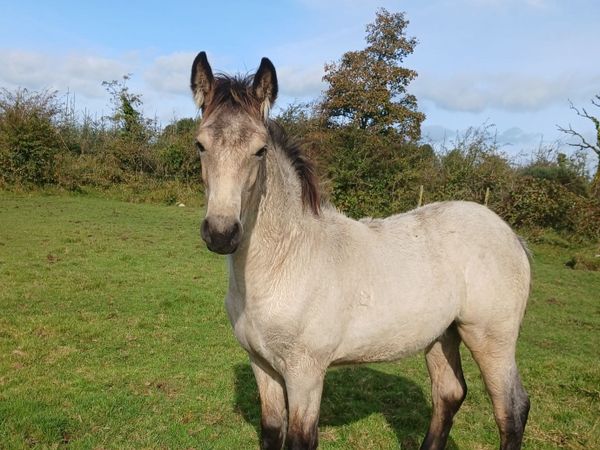 Dun Cob x colt - Main image