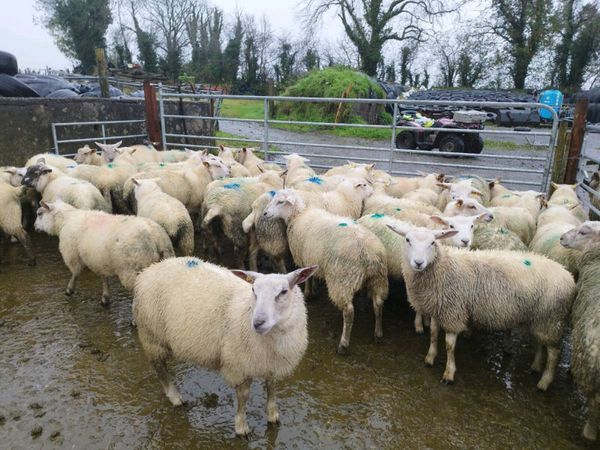 Ewe lambs - Main image