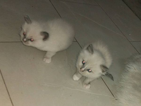 Ragdoll Kittens for sale - Main image