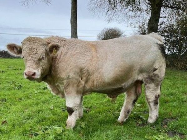 Pedigree Charolais Bulls - Main image