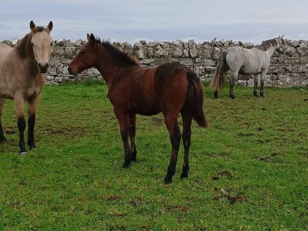 Colt Foal - Main image