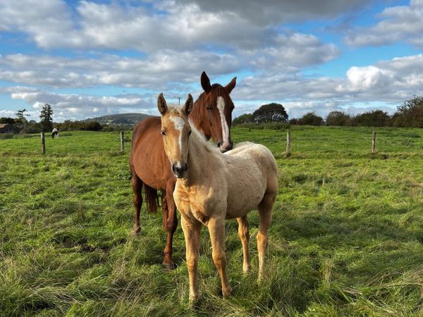 Palomino filly from 1.60 damline - Main image