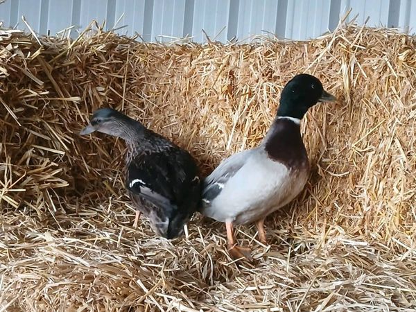 Call Duck's - Main image