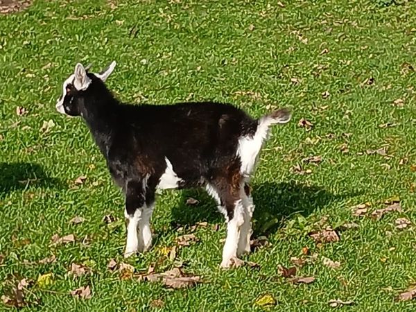 Goat - Main image