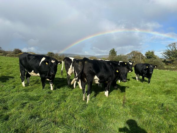 AI Bred Friesian Heifers - Main image