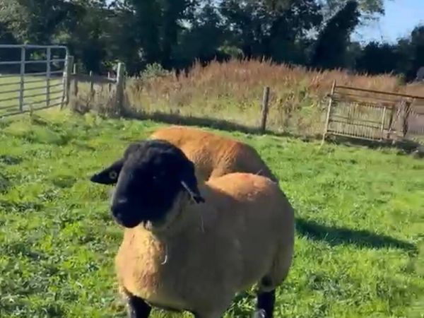 Ram Lambs for sale in Louth for €123 on DoneDeal