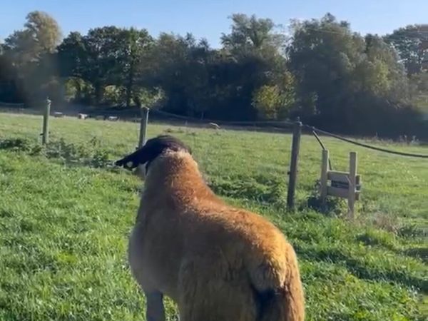 Ram Lambs for sale in Louth for €123 on DoneDeal