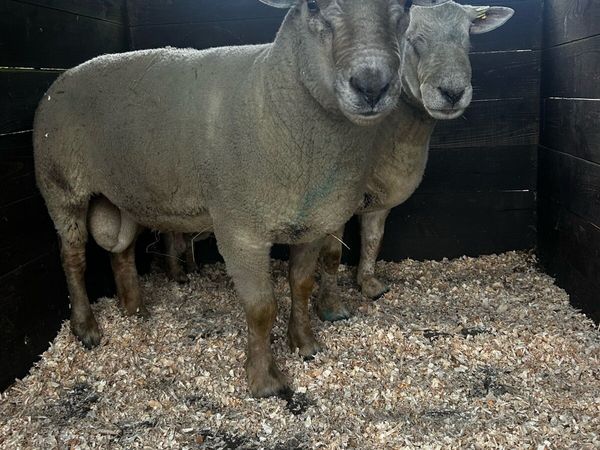 Breeding Charollais Rams - Main image