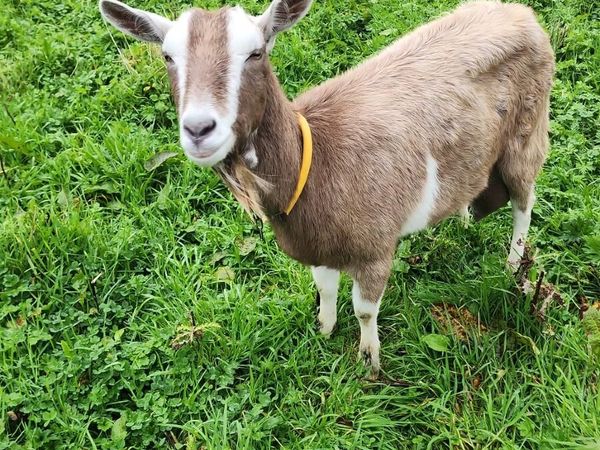Dairy  Goats Togganburge polly puck and puck - Main image