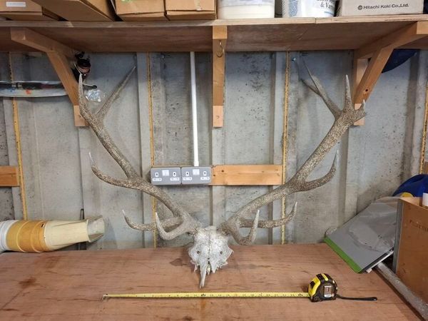 stag antlers - Main image