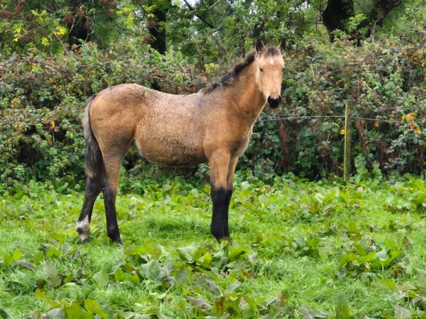 Foal - Main image