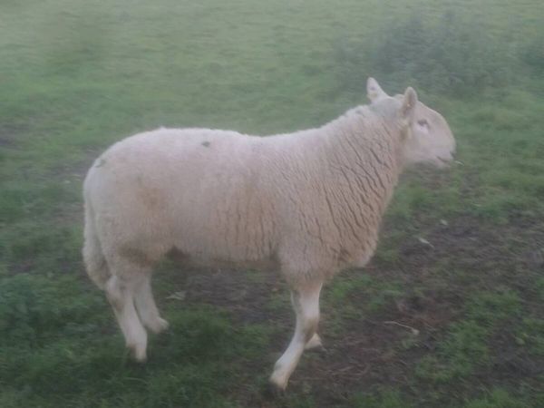 CHEVIOT RAM - Main image