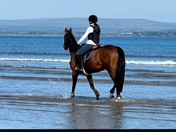 148 pony - Main image