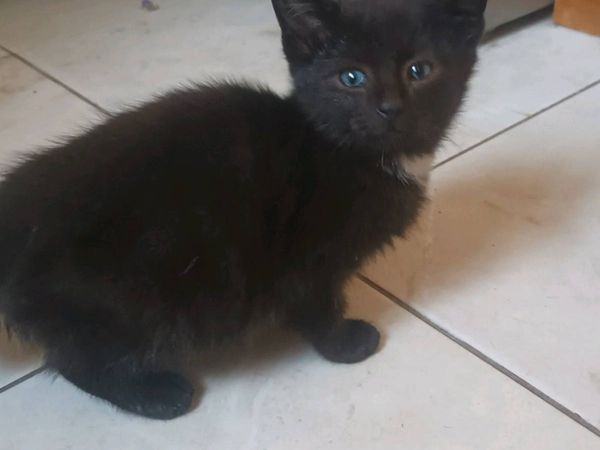 Kittens - Main image