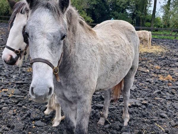 2 Yearling filly  Connemara and coloured - Main image